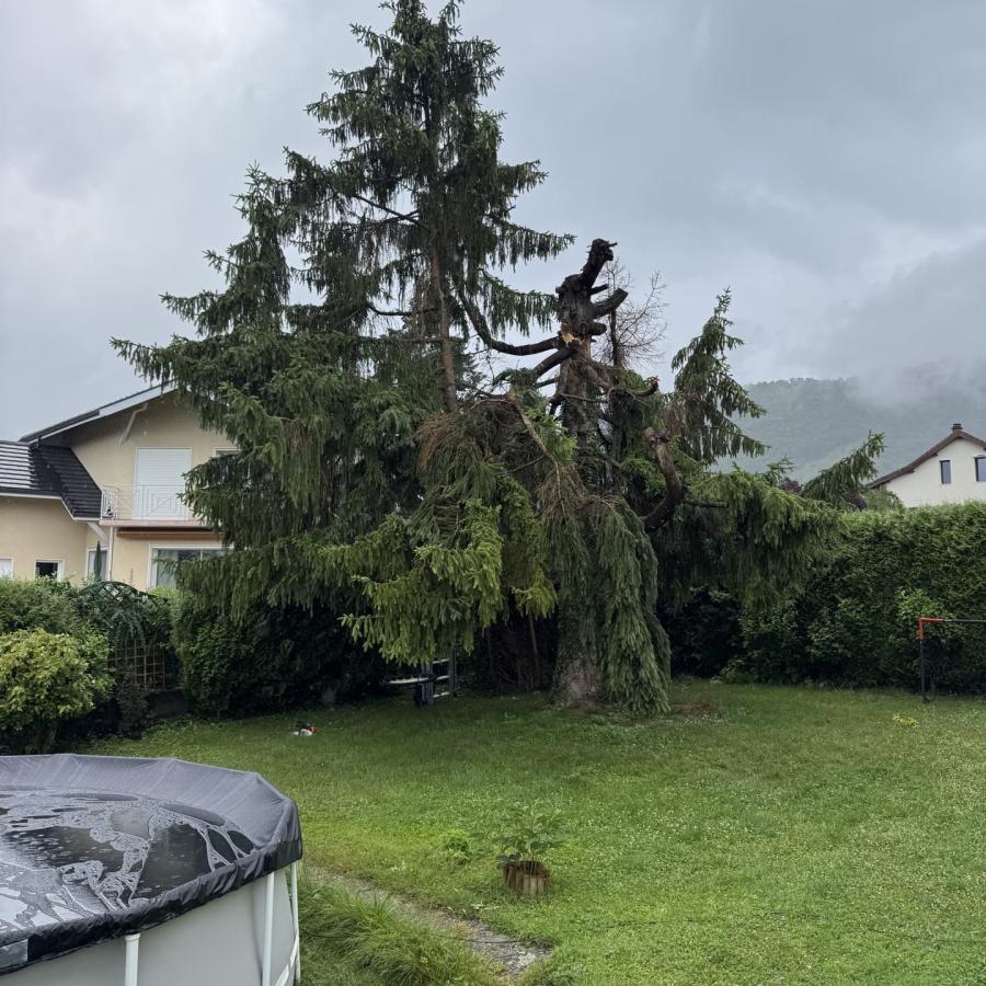 Abattage de sapin Challes-les-Eaux